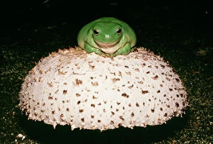 Frogs Collection: Whites / Australian Tree Frog CLA 620 On mushroom litoria caerulea. Family Hylidae