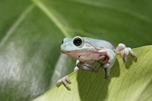 Whites / Green / Dumpy Treefrog - on leaf front view