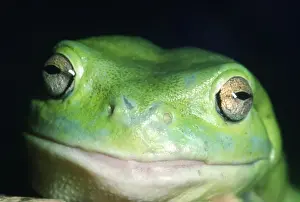 Whites Prints: Whites Green Tree Frog Australia