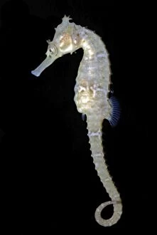 Images Dated 16th November 2008: White's Sea Horse - South West Pacific