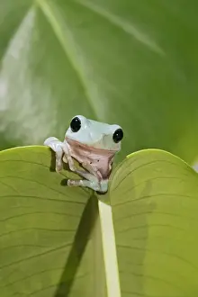 Whites Treefrog – on leaf front view Australia, New Guinea 002980