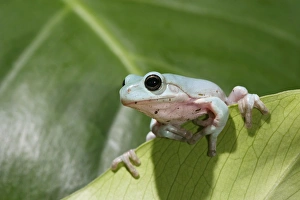 Images Dated 11th May 2006: Whites Treefrog – on leaf front view Australia, New Guinea 002973