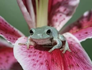 Images Dated 11th May 2006: Whites Treefrog – on lily front view Australia, New Guinea 002966