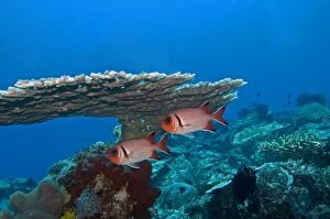 Images Dated 10th September 2008: Whitespot Soldierfish - under coral ledge
