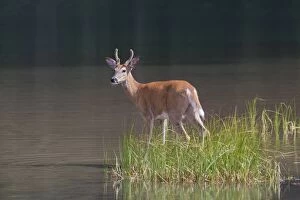 Bucks Gallery: Whitetail Buck Whitetail Buck young buck in low water Wa