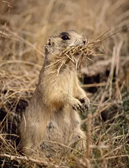 Nest Material Prints: Whitetail Prairie Dog - Collecting nesting material - Colorado, USA