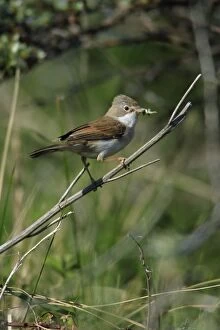 Whitethroat - female, with food in beak
