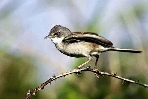 Whitethroat - Male displaying to female
