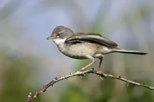 Whitethroat Prints: Whitethroat - Male displaying to female Northumberland, England