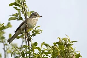 Images Dated 31st May 2010: Whitethroat - male perched high up in a bush and looking for a female - May - Shell Island
