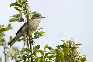 Searching Prints: Whitethroat - male perched high up in a bush and looking for a female - May - Shell Island