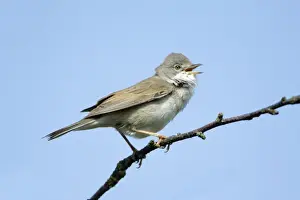 Whitethroat Prints: Whitethroat - male singing from branch, Lower Saxony, Germany