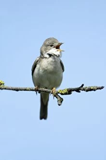 Images Dated 7th May 2009: Whitethroat - male singing from branch
