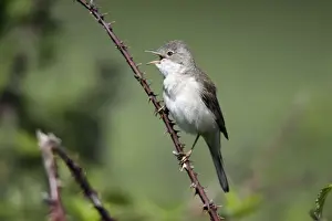 Whitethroat - male singing from briar, Lower Saxony, Germany