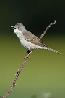 Whitethroat - male singing from briar, Lower Saxony, Germany