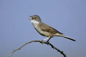 Whitethroat - Male singing in nesting territory Northumberland, England