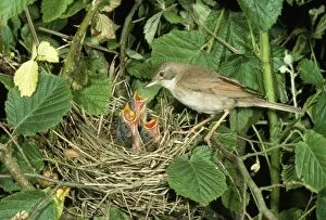 Beak Open Collection: Whitethroat - at nest feeding young