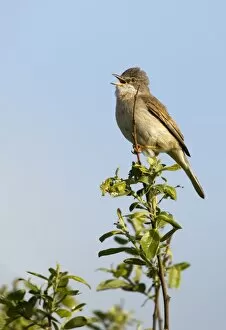 Images Dated 31st May 2010: Whitethroat - perched in top of tree singing to attract female - Shell Island - North Wales - UK