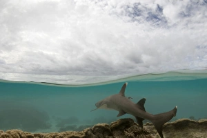 Images Dated 31st July 2008: whitetip reef shark - half over and half under water image of an white tipped reef shark swimming