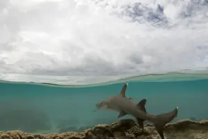 Split Level Prints: whitetip reef shark - half over