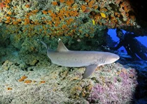 Images Dated 30th June 2009: Whitetip Reef Shark - Polynesia Pacific