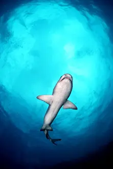 Whitetip Reef Shark - Shark swimming overhead, showing white underside, less likely to be seen against light surface. Great Barrier reef. Australia WIT-013