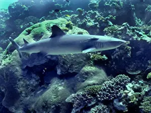 Whitetip Reef Shark - Species found in Indo Pacific tropical reefs, Shark reef, Fiji Islands