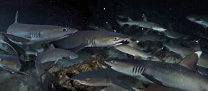 Bellow Water Collection: Whitetip reef sharks, Triaenodon obesus. During the day they are very often seen resting