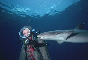 Whitetip / white-tip Reef Shark - Shark swimming