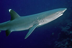 Whitetip / white-tip Reef Shark - showing mating scars