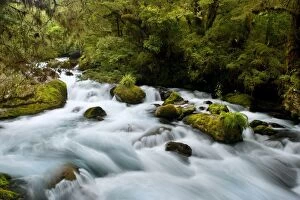 South Island Collection: Whitewater river - wild torrent running over moss-covered rocks amidst lush temperate rainforest