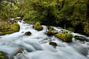 New Zealand Prints: Whitewater river - wild torrent running over moss-covered rocks amidst lush temperate rainforest - Fjordland National