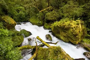 New Zealand Prints: Whitewater river - wild torrent running over moss-covered rocks amidst lush temperate rainforest - Fjordland National