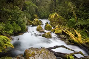 New Zealand Prints: Whitewater river - wild torrent running over moss-covered rocks amidst lush temperate rainforest - Fjordland National