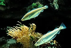 Whiting Fish Underwater