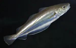 Whiting, North Sea, Irish Sea, Iceland, north to Norway
