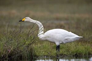 Images Dated 1st June 2014: Whooper Swan adult male