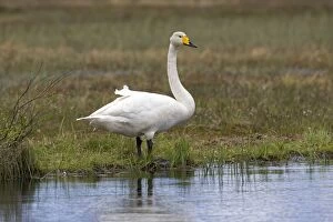 Images Dated 1st June 2014: Whooper Swan adult male