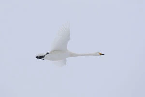 Whooper Swan - adult swan in flight - Germany Date: 07-Jan-17