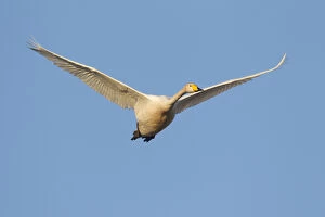 Whooper Swan - adult swan in flight - Sweden
