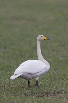 Whooper Swan - adult swan - Sweden