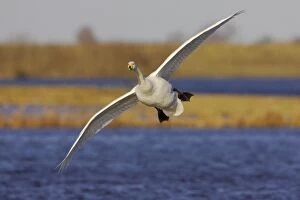 Whooper Swan - Coming in to Land