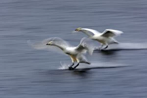 Whooper Swan - Coming in to land - slow pan
