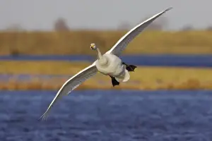 Whooper Swan - Coming in to Land Welney, Ouse Washes, Norfolk, UK BI006971