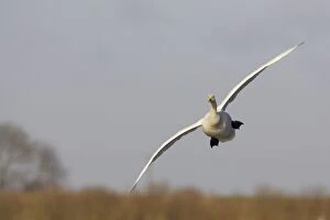 Images Dated 11th August 2006: Whooper Swan - Coming in to Land Welney, Ouse Washes, Norfolk, UK BI006969