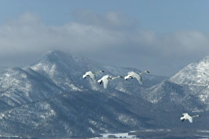 Images Dated 20th February 2004: Whooper Swan Cygnus cygnus