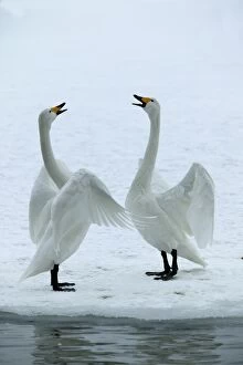 Whooper Swan - two displaying