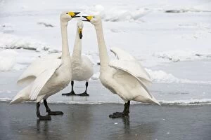 Whooper Swan - displaying on ice at edge of lake