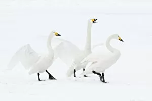 Whooper Swan - three displaying on surface of frozen lake