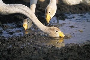 Whooper Swan - drinking